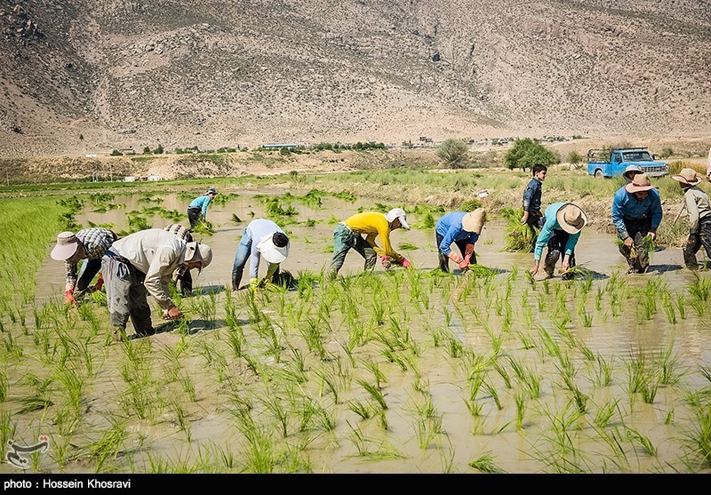 کشت برنج در استان فارس 30 درصد کاهش یافت
