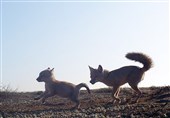 لانه بازماندگان روباه ترکمنی در ایران، زیر پساب کارخانه فرو می‌رود! + تصاویر