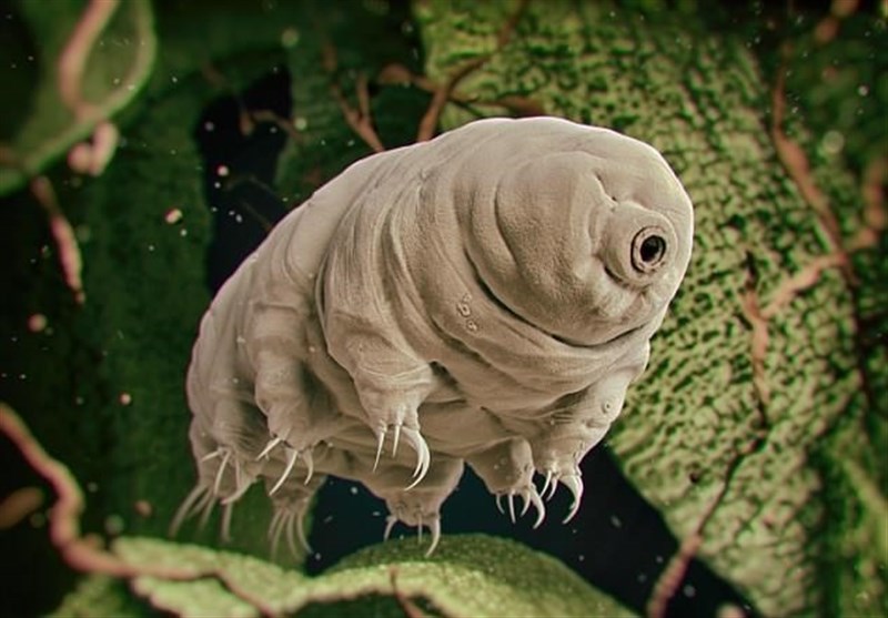 Tiny mini-monsters called tardigrades or 'water bears' will outlive humanity, conquer the Earth and survive until the sun