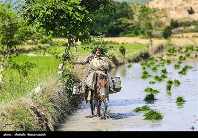 نشا برنج در گلستان