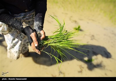 نشا برنج در گلستان