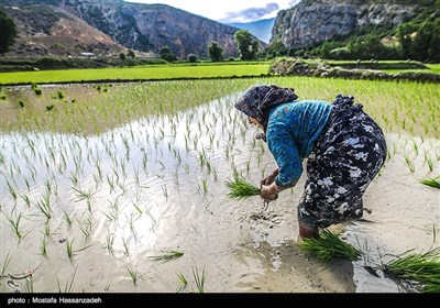 نشا برنج در گلستان