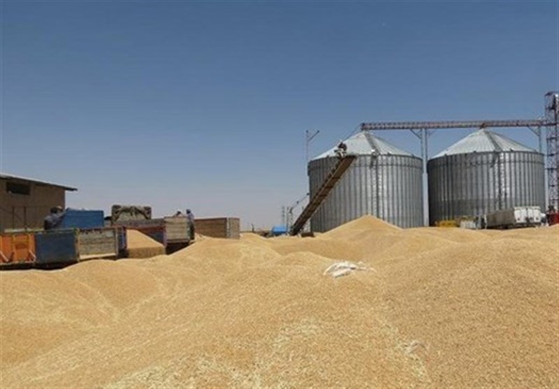 خرید تضمینی گندم در استان یزد 20 درصد افزایش یافت