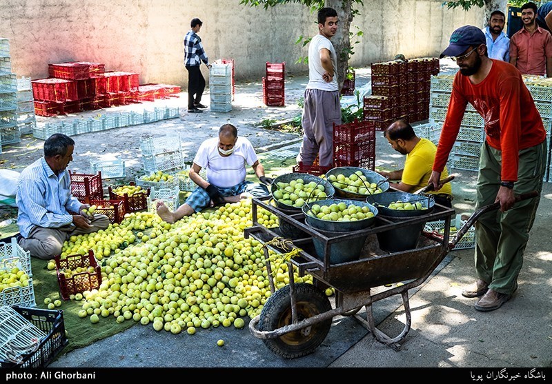 وقتی مسئولان برای صادرات مازاد محصولات کشاورزی کردستان برنامه‌ای ندارند
