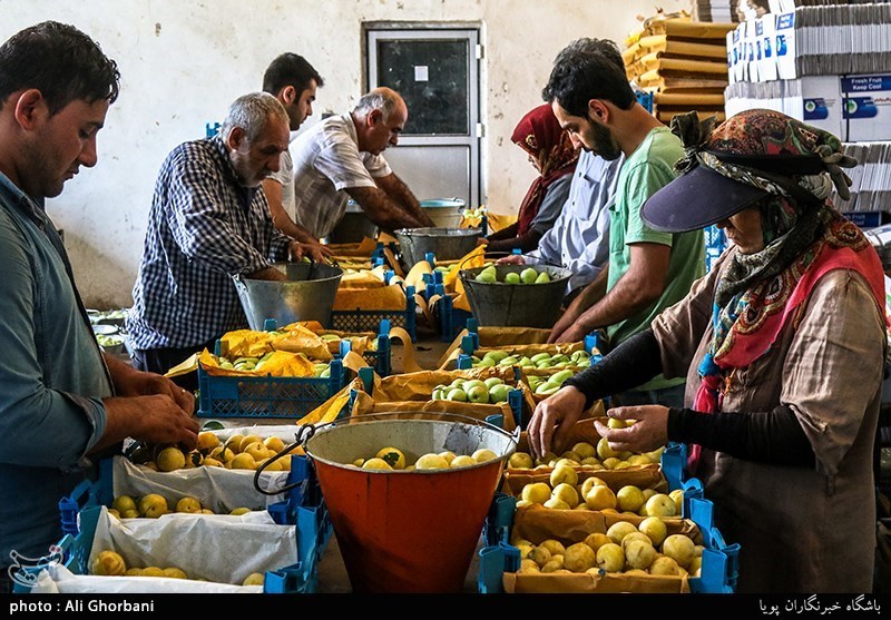 میوه شب عید کهگیلویه و بویراحمد از باغداران استانی خریداری می‌شود