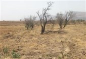 2000 هکتار اراضی بایر در استان لرستان شناسایی شد