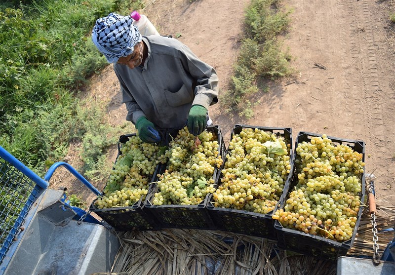 انگور/شهرستان کارون