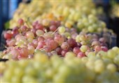 سهم 12 درصدی انگور در سبد اقتصاد کشاورزی خراسان شمالی