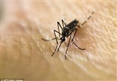 گوگل با پشه‌ها به جنگ حشرات مضر می‌رود+فیلم و عکس