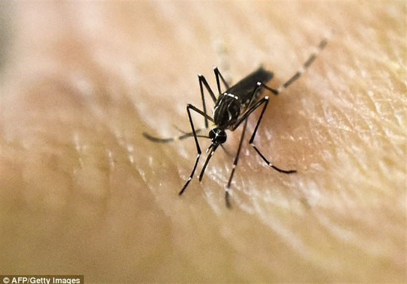 گوگل با پشه‌ها به جنگ حشرات مضر می‌رود+فیلم و عکس