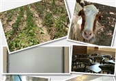 مدرسه‌ای با مزرعه کشاورزی و جانوری