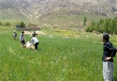 کشاورزان همدانی نگران ملخ های صحرایی و دریایی نباشند