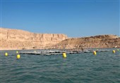 پروژه ماهی در قفس با ظرفیت 4000 تن در استان بوشهر راه‌اندازی می‌شود