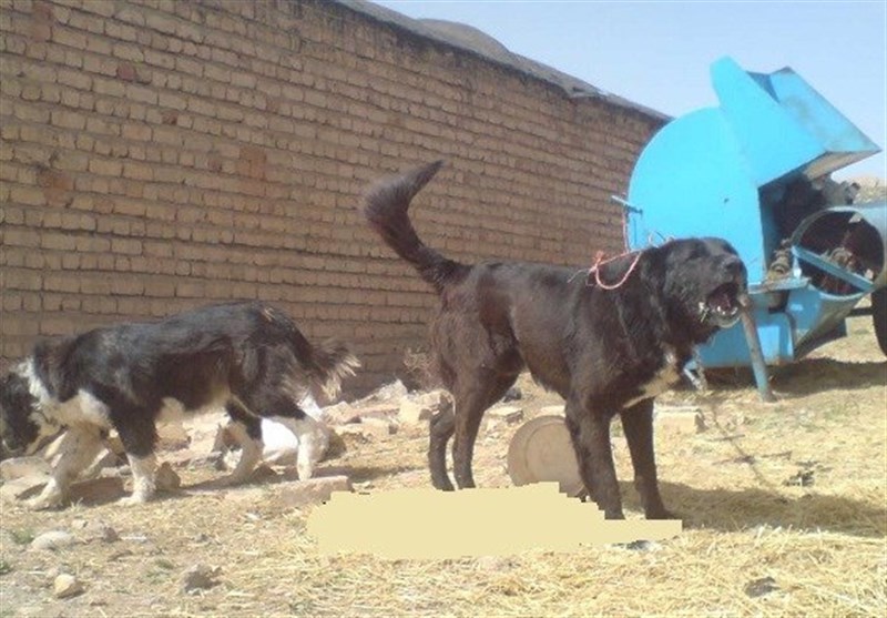 سگ‌های ولگرد در محدوده دانشگاه‌های اردبیل جمع‌آوری می‌شوند