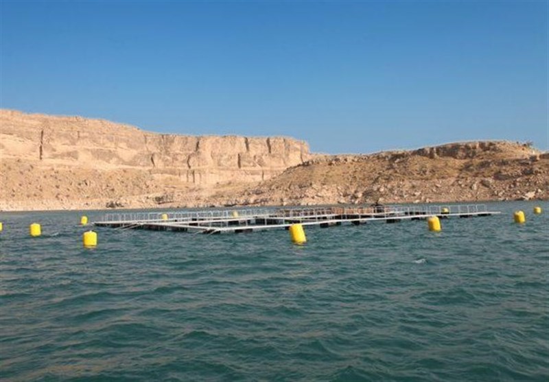 پروژه‌های پرورش ماهی در قفس استان بوشهر به ظرفیت 3000 تن آماده بهره‌برداری است