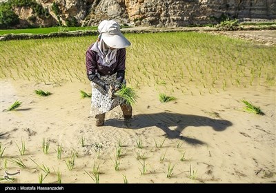 ایران کے صوبہ گلستان میں چاول کی کاشت