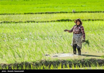 ایران کے صوبہ گلستان میں چاول کی کاشت