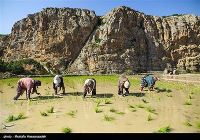 ایران کے صوبہ گلستان میں چاول کی کاشت