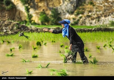 ایران کے صوبہ گلستان میں چاول کی کاشت