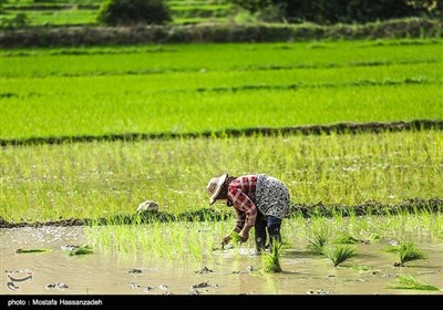ایران کے صوبہ گلستان میں چاول کی کاشت
