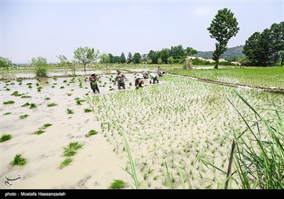 ایران کے صوبہ گلستان میں چاول کی کاشت