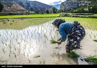 ایران کے صوبہ گلستان میں چاول کی کاشت