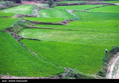 ایران کے صوبہ گلستان میں چاول کی کاشت