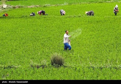 ایران کے صوبہ گلستان میں چاول کی کاشت