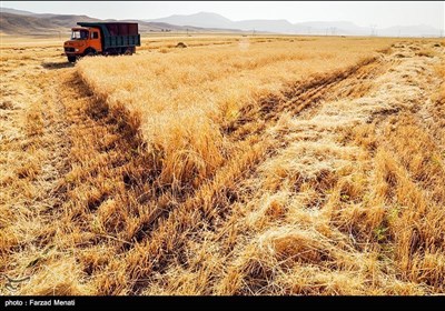 ایران کے صوبہ کرمانشاہ میں گندم کی کٹائی