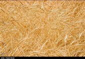 115 هزار هکتار گندم در گنبدکاووس کشت می‌شود