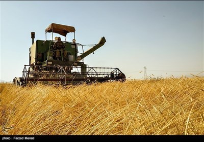 ایران کے صوبہ کرمانشاہ میں گندم کی کٹائی
