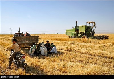 ایران کے صوبہ کرمانشاہ میں گندم کی کٹائی