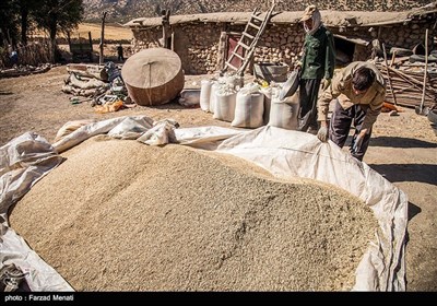 ایران کے صوبہ کرمانشاہ میں گندم کی کٹائی