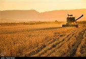 تولید گندم در گلستان با اجرای طرح پهنه‎بندی ‌به 1.320 ‌میلیون‌ تن رسید