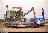 یک میلیون و 380 هزار تن گندم در استان گلستان تولید شد