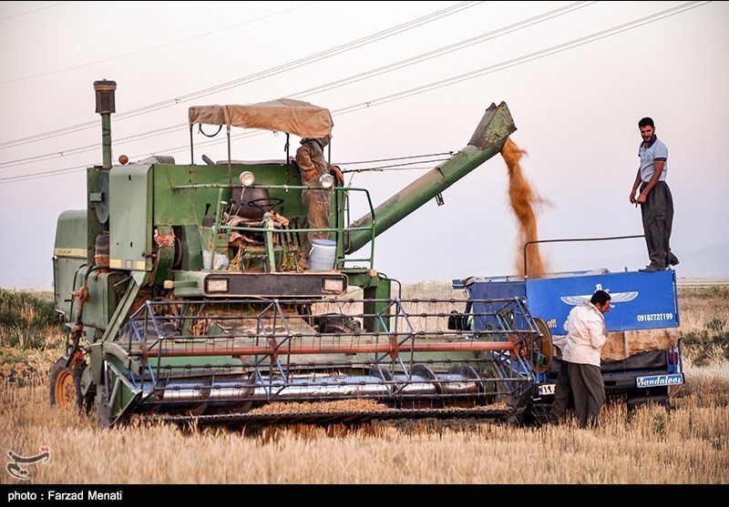 یک میلیون و 380 هزار تن گندم در استان گلستان تولید شد