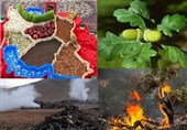 اینستا