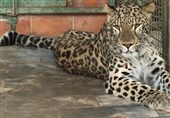 تمام گونه‌های امانی باغ وحش مشهد به تهران منتقل می‌شوند