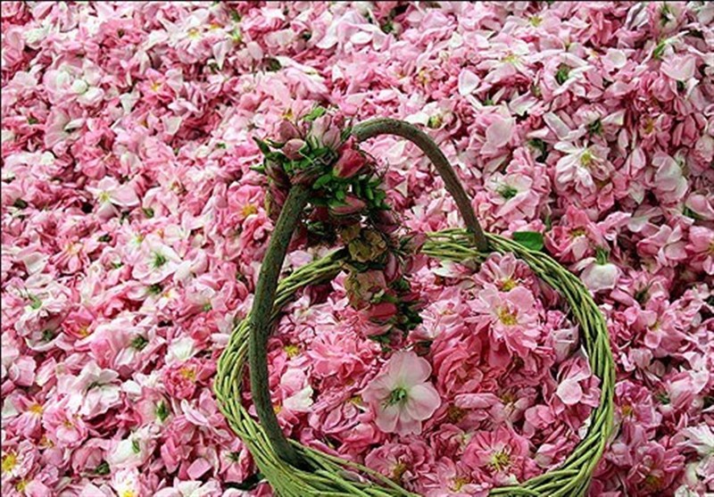 8000 شاخه گل طبیعی قاچاق در شهرستان عسلویه کشف شد