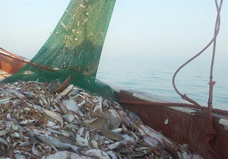 کاهش ذخائر در زیستگاه‌های آبزیان خلیج فارس استان بوشهر