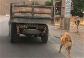 نجات یک سگ از ارابه مرگ در جاده چالوس