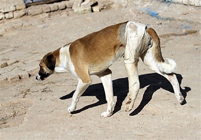 دستور دادستان برای جمع‌آوری سگ‌های ولگرد در قم ‌