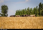 برداشت گندم از مزارع شهرستان اهر‎