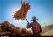 برداشت گندم از مزارع شهرستان اهر‎