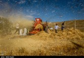 برداشت گندم از مزارع شهرستان اهر‎
