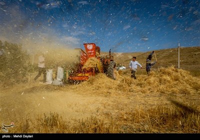 برداشت گندم از مزارع شهرستان اهر‎