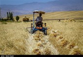 برداشت گندم از مزارع شهرستان اهر‎