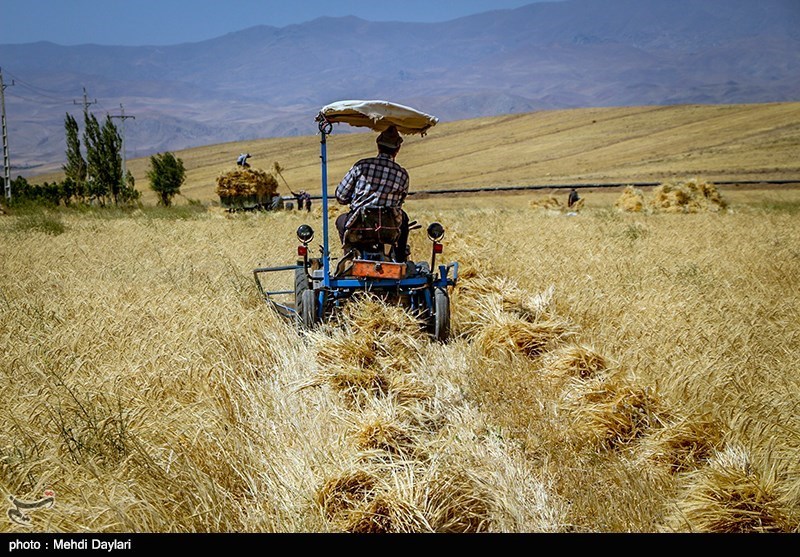 بیرجند| یک پنجم گندم مصرفی خراسان جنوبی در داخل استان تولید می‌شود