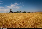 500 میلیارد تومان یارانه برای خرید گندم در استان گلستان پرداخت شد