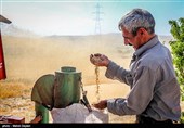 350 هزار تن گندم در استان همدان خریداری شد